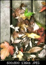 Click image for larger version. 

Name:	Autumn-leaves_1499-copy.jpg 
Views:	213 
Size:	135.8 KB 
ID:	92743