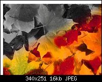 Click image for larger version. 

Name:	leaves.jpg 
Views:	330 
Size:	16.2 KB 
ID:	9285