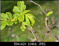 Click image for larger version. 

Name:	rugosa rose.jpg 
Views:	163 
Size:	103.6 KB 
ID:	95797