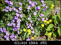Click image for larger version. 

Name:	spring blooms.jpg 
Views:	159 
Size:	186.4 KB 
ID:	95798