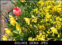 Click image for larger version. 

Name:	Spring bulbs.jpg 
Views:	159 
Size:	182.9 KB 
ID:	95799