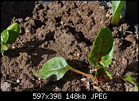 Click image for larger version. 

Name:	swiss chard.jpg 
Views:	164 
Size:	148.0 KB 
ID:	95800