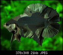 Click image for larger version. 

Name:	Camou betta2.jpg 
Views:	159 
Size:	20.8 KB 
ID:	98060