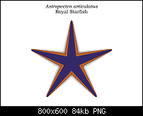 Click image for larger version. 

Name:	Starfish.png 
Views:	1381 
Size:	84.4 KB 
ID:	98315