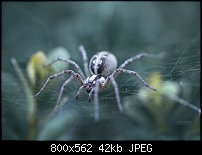 Click image for larger version. 

Name:	spider_by_valiunic-d6failv.jpg 
Views:	101 
Size:	41.8 KB 
ID:	98453
