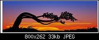 Click image for larger version. 

Name:	wind blown tree.jpg 
Views:	211 
Size:	33.3 KB 
ID:	99350