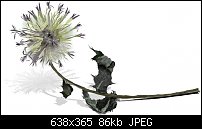 Click image for larger version. 

Name:	simple thistle.jpg 
Views:	778 
Size:	85.8 KB 
ID:	38256