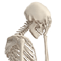 Name:  Skeleton-facepalm.gif
Views: 604
Size:  7.6 KB