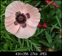 Click image for larger version. 

Name:	pinkpoppy.jpg 
Views:	201 
Size:	26.7 KB 
ID:	38871