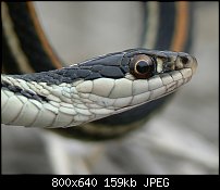 Click image for larger version. 

Name:	buckobeckribbonsnake.jpg 
Views:	370 
Size:	159.1 KB 
ID:	69216