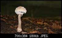 Click image for larger version. 

Name:	shroom.jpg 
Views:	282 
Size:	179.9 KB 
ID:	42313