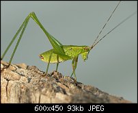 Click image for larger version. 

Name:	buckobeckkatydid.jpg 
Views:	316 
Size:	92.8 KB 
ID:	68367