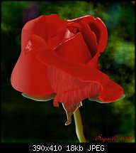 Click image for larger version. 

Name:	red-rose.jpg 
Views:	400 
Size:	18.0 KB 
ID:	26443