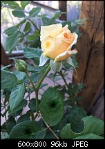 Click image for larger version. 

Name:	climbing-rose-2.jpg 
Views:	111 
Size:	95.8 KB 
ID:	113015