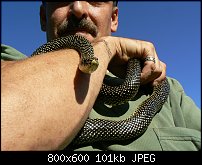 Click image for larger version. 

Name:	speckledkingsnake.jpg 
Views:	412 
Size:	101.5 KB 
ID:	110280