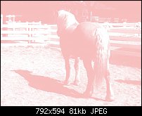 Click image for larger version. 

Name:	pinker horse1.jpg 
Views:	185 
Size:	81.4 KB 
ID:	40433