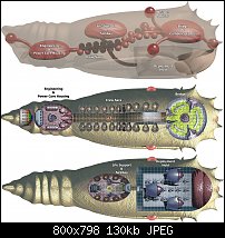 Click image for larger version. 

Name:	nelid-chrysalis-deck-plans.jpg 
Views:	374 
Size:	129.7 KB 
ID:	124109