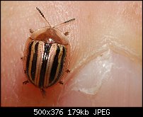 Click image for larger version. 

Name:	buckobeckpinkybeetle.jpg 
Views:	426 
Size:	179.2 KB 
ID:	68268