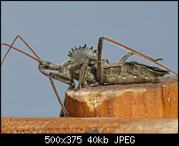 Click image for larger version. 

Name:	buckobeckswheelbug.jpg 
Views:	323 
Size:	40.3 KB 
ID:	69212