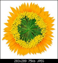 Click image for larger version. 

Name:	sunflower.jpg 
Views:	167 
Size:	74.6 KB 
ID:	14972