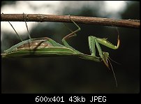 Click image for larger version. 

Name:	mantis_600.jpg 
Views:	320 
Size:	43.2 KB 
ID:	68658