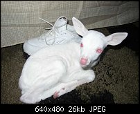 Click image for larger version. 

Name:	albino Fawn.JPG 
Views:	174 
Size:	26.3 KB 
ID:	70487