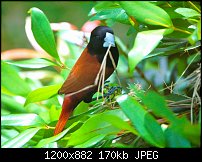 Click image for larger version. 

Name:	munia1.jpg 
Views:	131 
Size:	169.6 KB 
ID:	132023