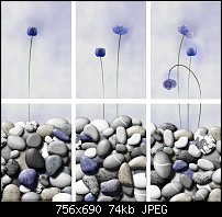 Click image for larger version. 

Name:	flowers.jpg 
Views:	320 
Size:	74.3 KB 
ID:	14777