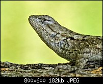 Click image for larger version. 

Name:	buckobeckfencelizard.jpg 
Views:	503 
Size:	181.8 KB 
ID:	68114