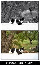 Click image for larger version. 

Name:	cat sketch.jpg 
Views:	281 
Size:	48.1 KB 
ID:	41052