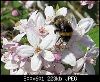 Click image for larger version. 

Name:	bee-3.jpg 
Views:	312 
Size:	222.8 KB 
ID:	127715