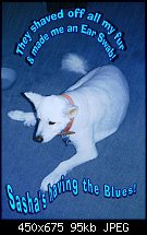 Click image for larger version. 

Name:	Sasha Blue.jpg 
Views:	436 
Size:	95.0 KB 
ID:	29583