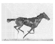 Name:  Muybridge-study.gif
Views: 2640
Size:  56.0 KB