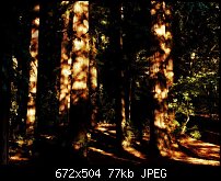 Click image for larger version. 

Name:	Redwoods19224b.jpg 
Views:	256 
Size:	77.0 KB 
ID:	13303