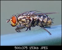 Click image for larger version. 

Name:	buckobeckfly.jpg 
Views:	443 
Size:	152.9 KB 
ID:	68207