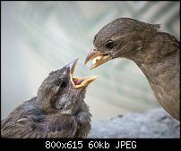 Click image for larger version. 

Name:	house sparrow feeding 3.jpg 
Views:	209 
Size:	59.7 KB 
ID:	118038