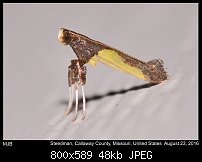 Click image for larger version. 

Name:	moth496.jpg 
Views:	177 
Size:	47.7 KB 
ID:	114263
