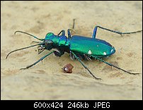 Click image for larger version. 

Name:	buckobecktigerbeetle.jpg 
Views:	302 
Size:	245.5 KB 
ID:	70508