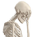 Name:  Skeleton-facepalm.gif
Views: 404
Size:  7.6 KB