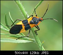 Click image for larger version. 

Name:	buckobeckmilkweedbug.jpg 
Views:	292 
Size:	129.1 KB 
ID:	68408