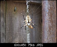 Click image for larger version. 

Name:	Spider.jpg 
Views:	485 
Size:	74.9 KB 
ID:	20841