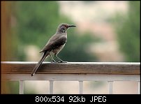 Click image for larger version. 

Name:	Curved Bill Thrasher.jpg 
Views:	170 
Size:	92.4 KB 
ID:	90859