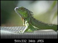 Click image for larger version. 

Name:	Male Green Iguana.JPG 
Views:	176 
Size:	34.2 KB 
ID:	38980