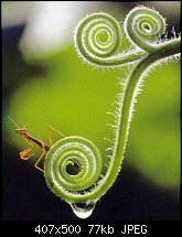 Click image for larger version. 

Name:	mantis02.jpg 
Views:	248 
Size:	76.9 KB 
ID:	12336