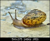 Click image for larger version. 

Name:	buckobeckgardensnail.jpg 
Views:	358 
Size:	147.8 KB 
ID:	68459