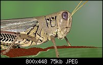 Click image for larger version. 

Name:	mygrasshopper.jpg 
Views:	392 
Size:	74.7 KB 
ID:	110087