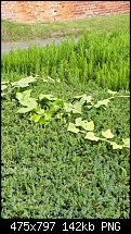 Click image for larger version. 

Name:	variagated ivy.jpg 
Views:	49 
Size:	142.1 KB 
ID:	129993