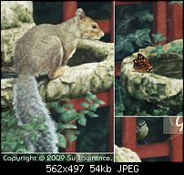 Click image for larger version. 

Name:	squirrel-2010-closeups.jpg 
Views:	155 
Size:	53.7 KB 
ID:	69918
