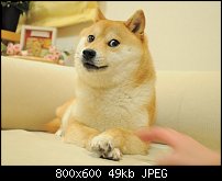 Click image for larger version. 

Name:	ShibaInu.jpg 
Views:	33718 
Size:	49.5 KB 
ID:	100593