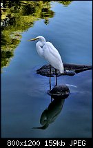 Click image for larger version. 

Name:	egret.jpg 
Views:	699 
Size:	159.2 KB 
ID:	134197